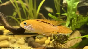 Cichlidka Agassizova | © Stan83