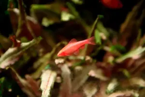 Parmička duhová | &copy; discus