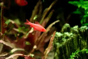 Parmička duhová | &copy; discus