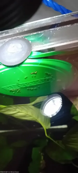 Dianema ocasopruhá | &copy; Michal Šebek