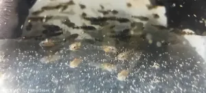 Dianema ocasopruhá | &copy; Michal Šebek