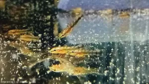 Dianema ocasopruhá | &copy; Michal Šebek