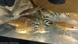 Dianema ocasopruhá | &copy; Michal Šebek