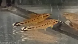 Dianema ocasopruhá | &copy; Michal Šebek