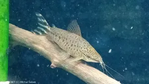 Dianema ocasopruhá | &copy; Michal Šebek