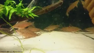 Dianema ocasopruhá | &copy; Michal Šebek