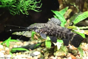 Pancéřníček kropenatý | &copy; vlka