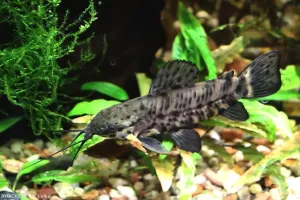 Pancéřníček kropenatý | &copy; vlka