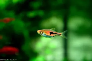 Razbora Espeho | &copy; discus