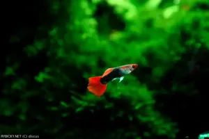 Živorodka duhová | &copy; discus