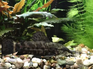 Pancéřníček kropenatý | vlka