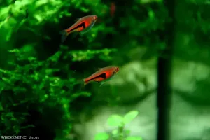 Razbora Espeho | &copy; discus