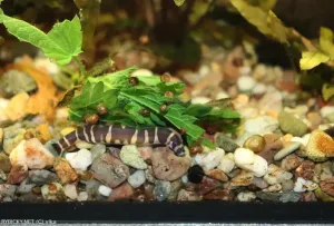 Sekavec příčnopásý | vlka