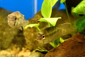 Akara delfínová | půlpy
