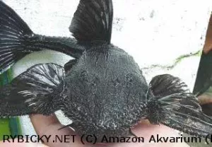 Krunýřovec dikobrazí | © Amazon Akvarium