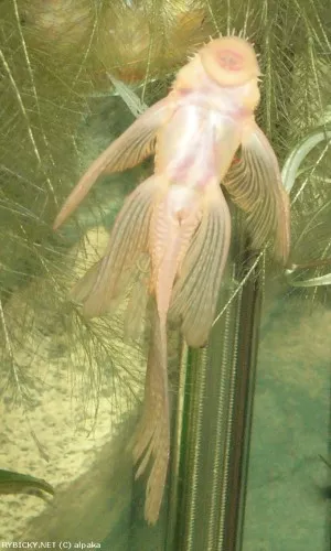Krunýřovec sp. gold long fin | © alpaka