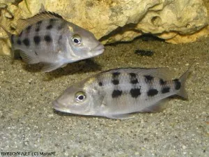 Fossorochromis