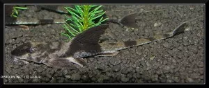 Krunýřovec ekvádorský | © endus