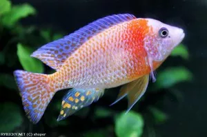 Tlamovec Aulonocara Fire fish | © shoper