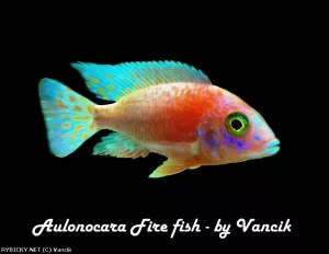 Tlamovec Aulonocara Fire fish | © Vancik