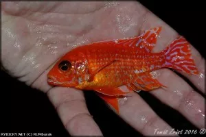 Tlamovec Aulonocara Fire fish | © RUMburak