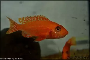 Tlamovec Aulonocara Fire fish | © RUMburak