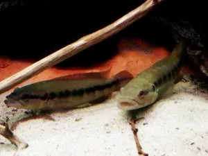 Cichlida Crenicichla sp. Belly Crawler | © ioopp