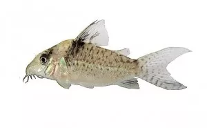 Svátek slaví