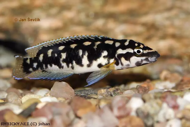 Julidochromis transcriptus | © johan