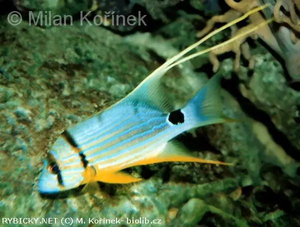 Symphorichthys spilurus | © M. Kořínek- biolib.cz