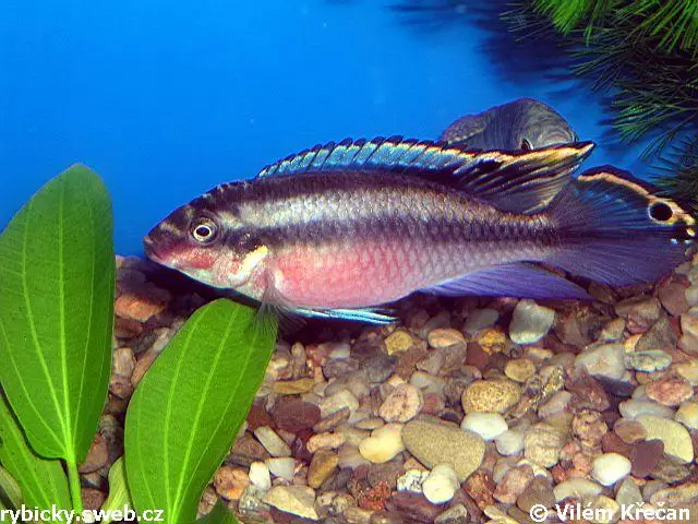 Pestřenec červený (Pelvicachromis pulcher)