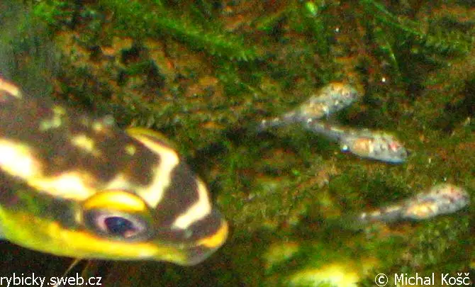 Pestřenec červený (Pelvicachromis pulcher)
