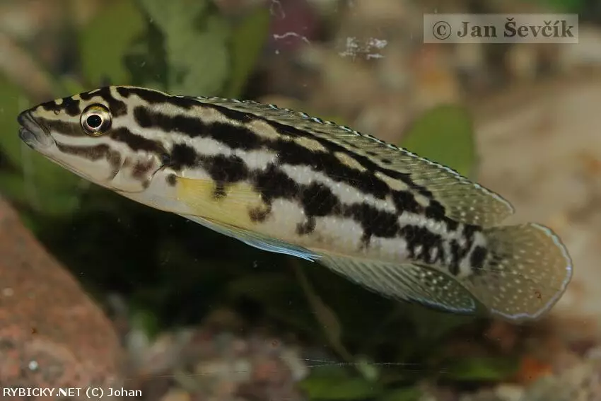 Julidochromis marlieri | © Johan