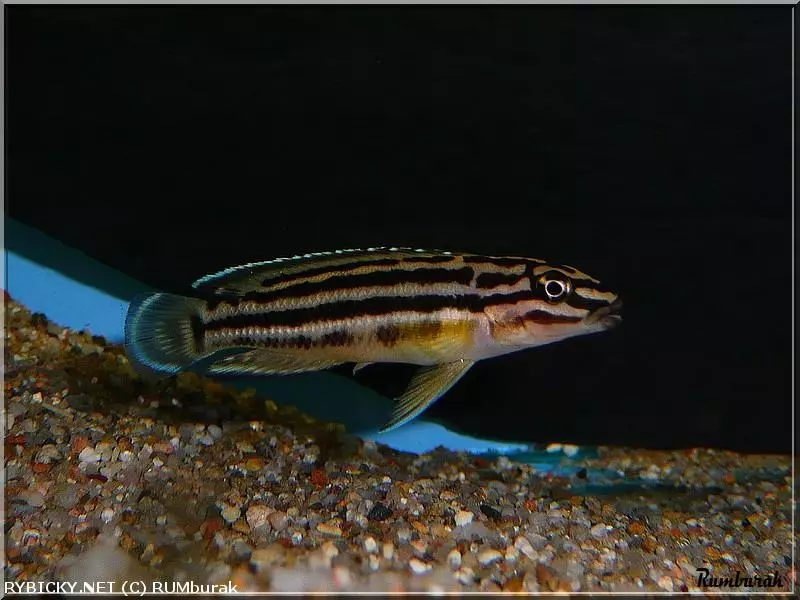 Julidochromis regani | © RUMburak