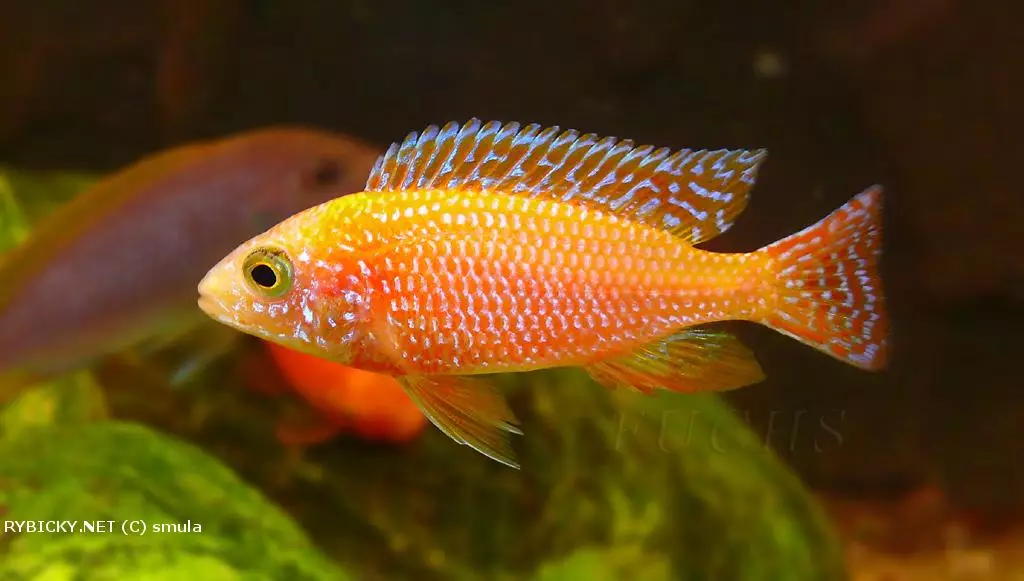 Aulonocara sp. Fire fish | © drvi