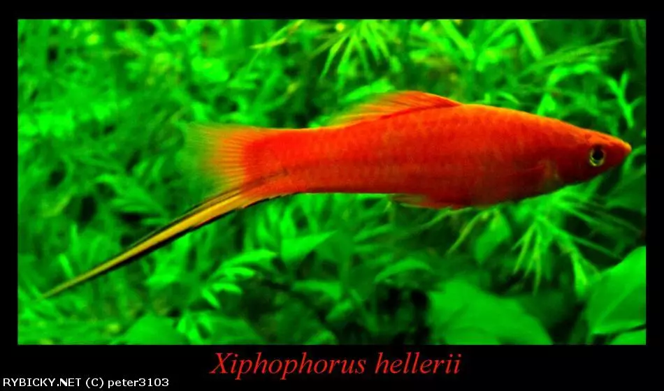 Mečovka mexická červená (Xiphophorus hellerii 'red')